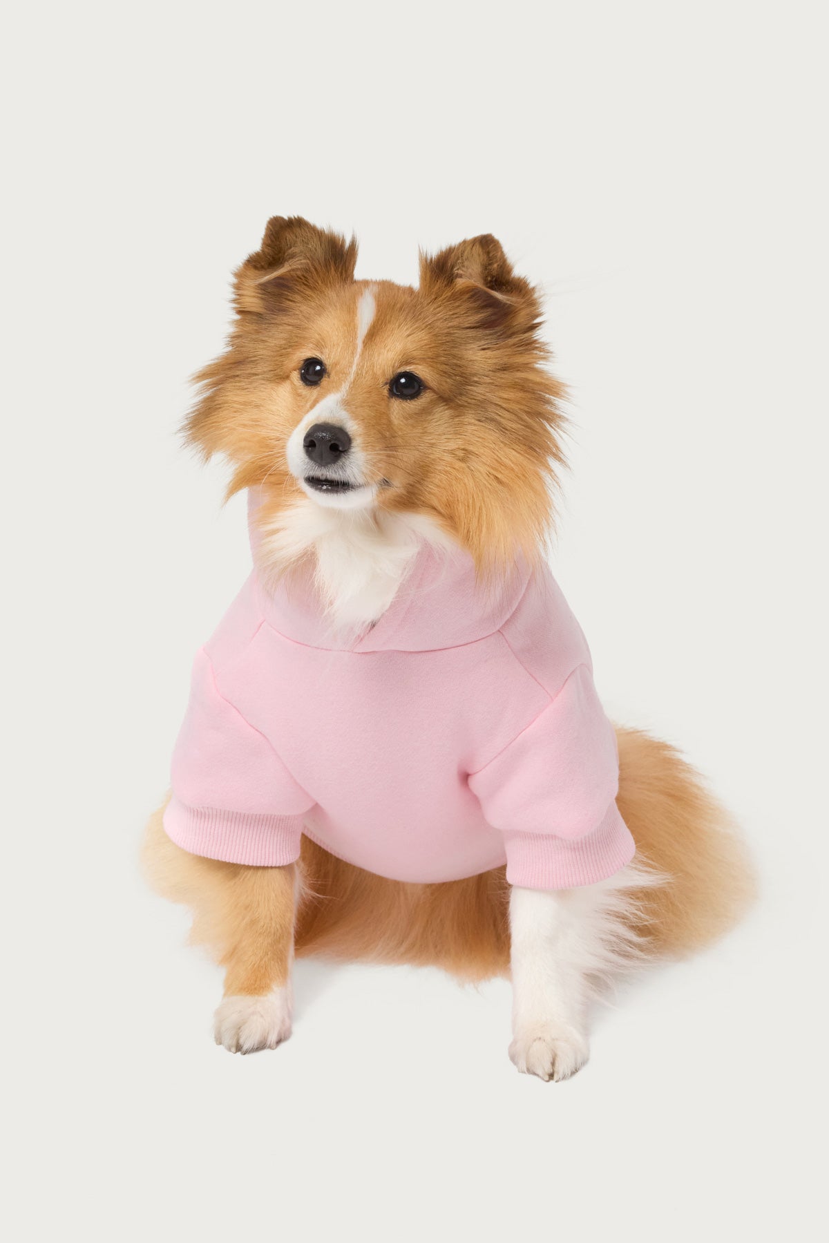 Major Love Edikted Pet Hoodie - Image 3