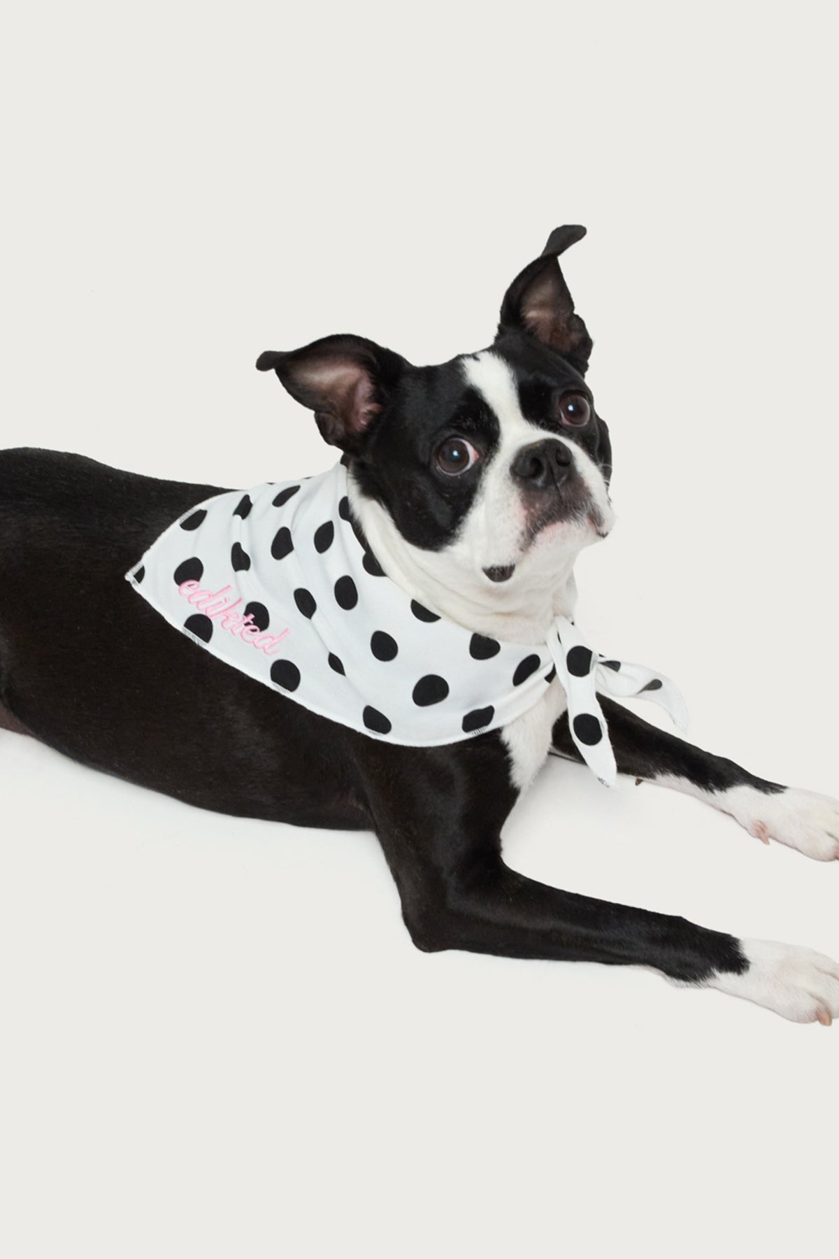 Pawka Dot Edikted Pet Bandana - Image 2