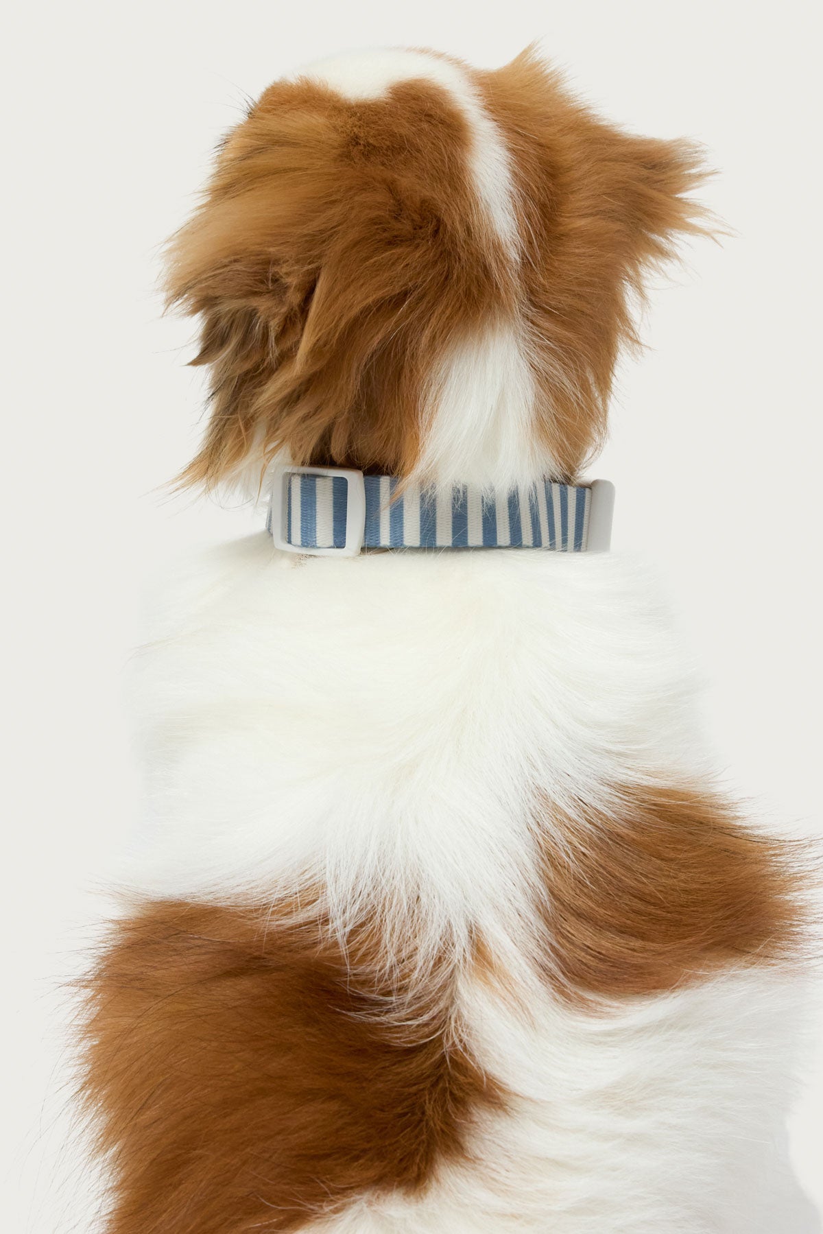 Striped Pet Collar - Image 3