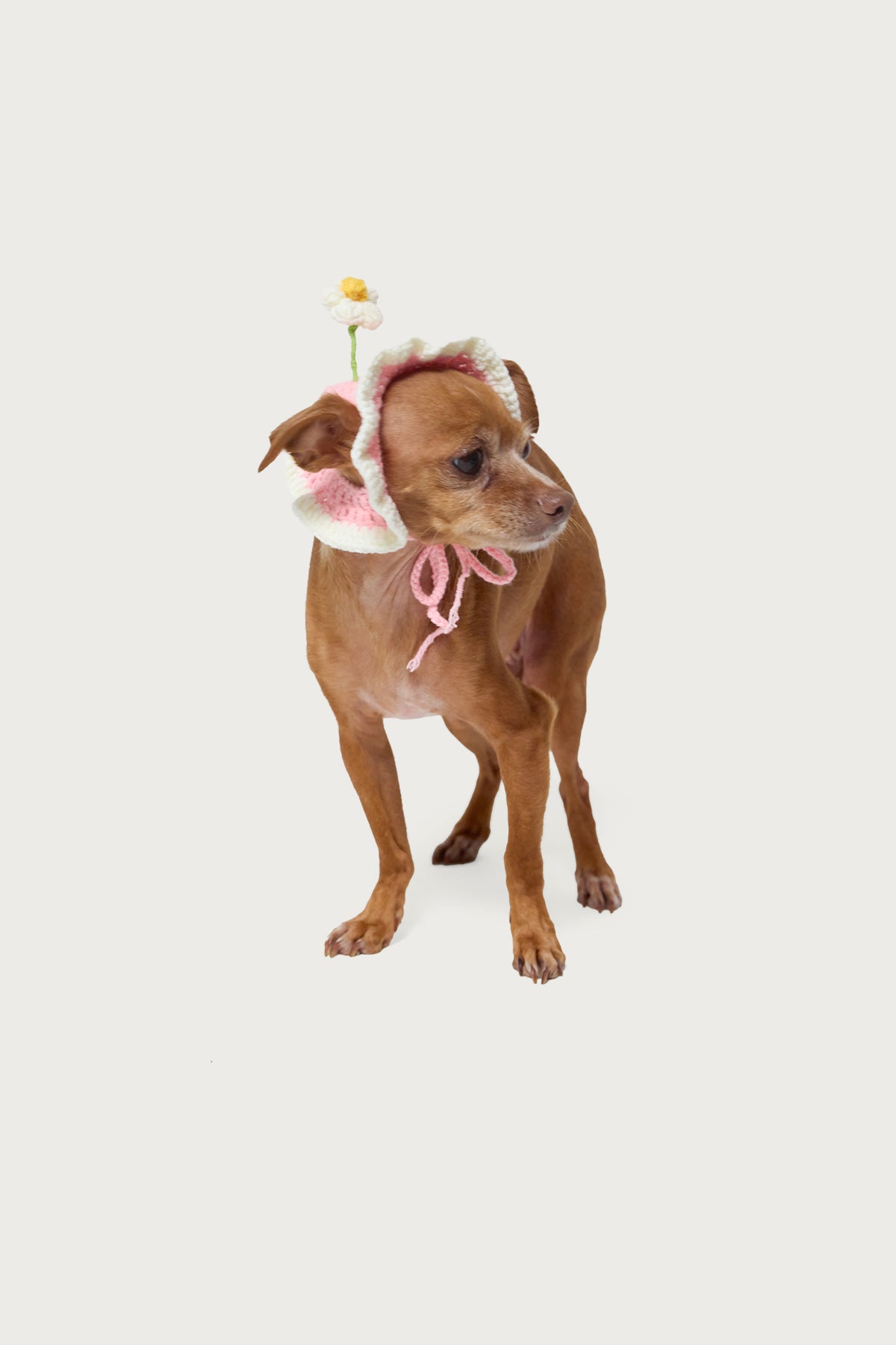 Petal Pet Crochet Hat - Image 2