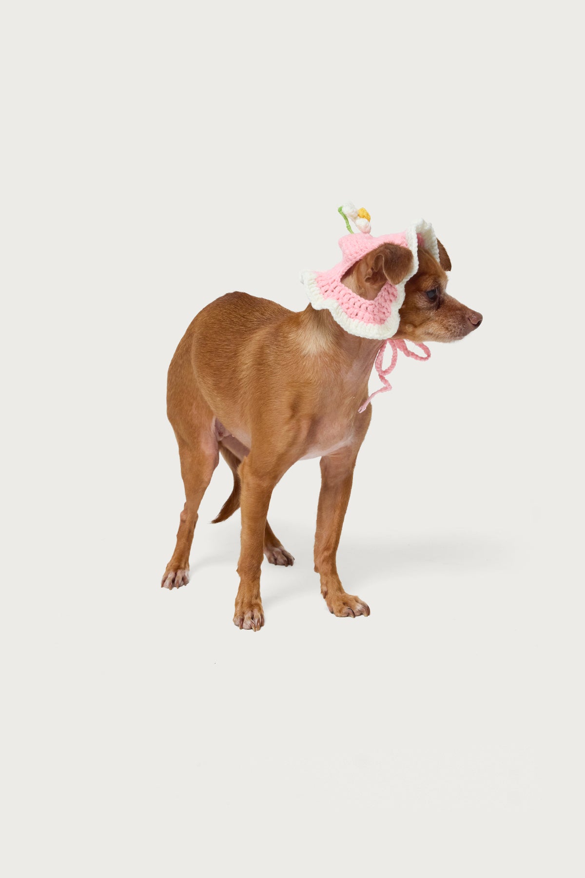 Petal Pet Crochet Hat - Image 4