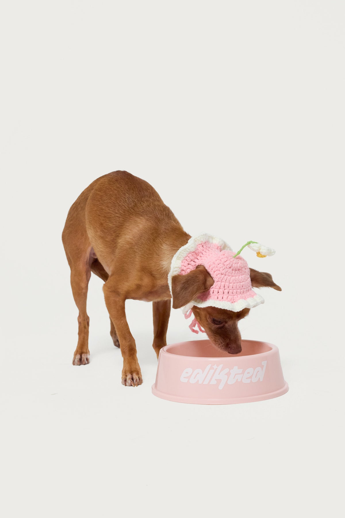 Bone Appetit Pet Bowl - Image 3